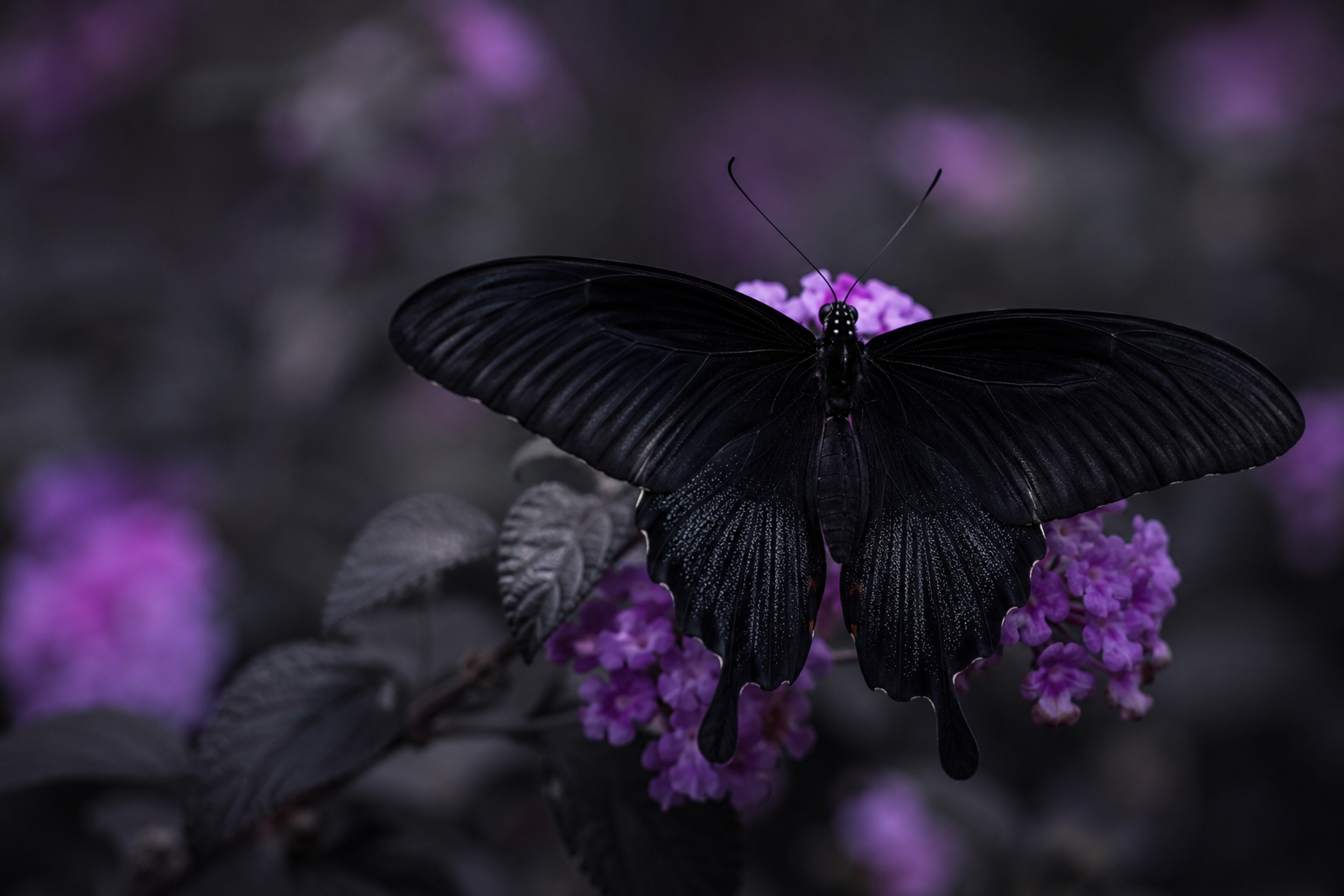 Czarny motyl znaczenie